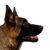 Dog,Mammal,Vertebrate,Dog breed,Canidae,Carnivore,Snout,Belgian shepherd,German shepherd dog,Old german shepherd dog,