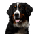 Dog,Mammal,Vertebrate,Dog breed,Canidae,Bernese mountain dog,Carnivore,Greater swiss mountain dog,Appenzeller sennenhund,Giant dog breed,