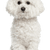 Breed description of a white small dog named Bichon Frise