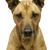 Black Mouth Cur breed description, temperament and everything you need to know about the breed, muscular dog from America that is suitable for hunting and also as a protection and guard dog.