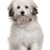 Bolognese dog breed description, small white dog with black spots, dog with straight hair gets curls, puppy with straight hair, small dog breed, calm dog breed