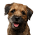 Dog,Mammal,Vertebrate,Dog breed,Canidae,Carnivore,Border terrier,Terrier,Snout,Puppy,