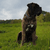 Dog, sky, plant, cloud, carnivore, liver, working animal, dog breed, collar, companion dog,