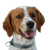 Bretan Spaniel, brown white dog with floppy ears and very short tail, no tail at birth, dog with stubby tail, French dog breed, Brittany dog