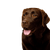 Dog,Vertebrate,Dog breed,Canidae,Labrador retriever,Mammal,Retriever,Sporting Group,Carnivore,Snout,