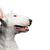 Mammal,Dog,Vertebrate,Bull terrier (miniature),Canidae,Old english terrier,Dog breed,Bull terrier,Bull and terrier,English white terrier,