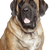 Bullmastiff breed description