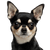 Dog,Mammal,Vertebrate,Canidae,Dog breed,Chihuahua,Puppy,Carnivore,Snout,Companion dog,