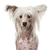 Chinese Crested Dog or Naked Dog Breed Description