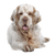 Clumber Spaniel breed description, massive dog, hunting dog from Great Britain, English dog breed, retriever dog, white dog, spaniel breed