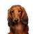 Dog,Mammal,Vertebrate,Canidae,Dog breed,Carnivore,Irish setter,Companion dog,Snout,Dachshund,