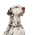 Dog,Vertebrate,Canidae,Mammal,Dalmatian,Dog breed,Carnivore,Old danish pointer,Sporting Group,Non-Sporting Group,