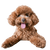 Dwarf poodle profile picture