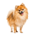 Breed description of a red dwarf spitz, Pomeranian