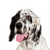 English Setter temperament and breed description, spotted dog once crossed with an English Pointer and a Setter, French and British dog breed, large dog breed similar to Golden Retriever and English Pointer, hunting dog