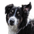 English Shepherd breed description, black and white dog for sheep, sheepdog from England, Great Britain dog breed