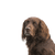 German Longhair Pointer, breed description of a German Longhair brown