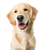 Breed description Golden Retriever