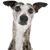 Greyhound breed description