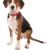 Hamiltonstövare puppy, Hamilton dog male, male, male puppy, dog similar to beagle, tri-coloured dog, hunting dog, dog from Sweden, Swedish breed, dog with floppy ears