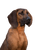 Hannoverscher Schweißhund, medium sized dog with floppy ears, brown dog with black mask, hunting dog breed, dog from Germany, German dog breed, family dog, Bracke, Hanoverian Scent Hound