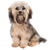 Havanese breed description