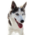 Alaskan Husky lying, black and white running dog, American dog breed for sledding, sled dog, working dog, dog with standing ears, dog showing tongue, large dog breed from Alaska