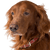 Dog,Mammal,Vertebrate,Dog breed,Canidae,Irish setter,Setter,Carnivore,Sporting Group,Companion dog,