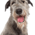 Irish Wolfhound in portrait, breed description