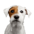Dog,Mammal,Vertebrate,Dog breed,Canidae,Russell terrier,Companion dog,Carnivore,Parson russell terrier,Puppy,