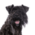 Kerry Blue Terrier, black dog on meadow, dog with short tail, dog with curls, dog resembling Schnauzer, blue dog breed, Irish dog, dog from Ireland, dog breed with curled tail and lots of hair on face