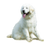 Kuvasz dog breed description