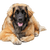 Leonberger breed description