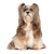 Lhasa Apso breed description, dog with very long coat and small body size