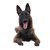 Malinois breed description