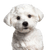 Breed description of a Maltese dog, small white dog with slightly curly coat