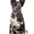 Mudi dog, breed description of the Merle dog