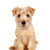 small brown dog with medium length coat, small red dog, Norfolk Terrier