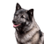 Norwegian Elkhound grey, grey dog, dog breed from Norway, spitz dog grey, Scandinavian dog breed, medium sized dog with very long coat, dense fur and curled tail, dog with prick ears, running dog and working dog, stubborn dog breed