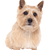 Breed description of Norwich Terrier which looks very similar to Norfolk Terrier, dog with prick ears, temperament Norwich Terrier dog, dog breed small and brown, small brown dog, dog breed from Great Britain