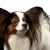 Dog,Mammal,Vertebrate,Dog breed,Canidae,Phalène,Papillon,Companion dog,Carnivore,Spaniel,