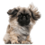 Pekinese breed description