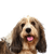 Basset Griffon Vendeen, Petit Basset Griffon Vendeen, medium sized dog breed with floppy ears, tricoloured dog breed from France, French dog for hunting, hunting dog, rough haired dog, dog with rough coat