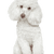 Poodle breed description 1234