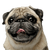 Pug dog breed description