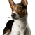 American Rat Terrier, Terrier from America, brown white dog breed, small dog with standing ears, portrait of a small dog, companion dog, family dog