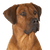 Rhodesian Ridgeback breed description