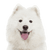 Breed description Samoyede