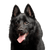 Breed description Schipperke