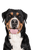 Large Swiss Mountain Dog, farm dog, family dog, large dog breed with triangular ears, dog with three colors, dog similar to Doberman but not a list dog, largest dog in the world, heavy dog breed, dog breed over 50 kg, mountain dog, dog breed from Switzerland